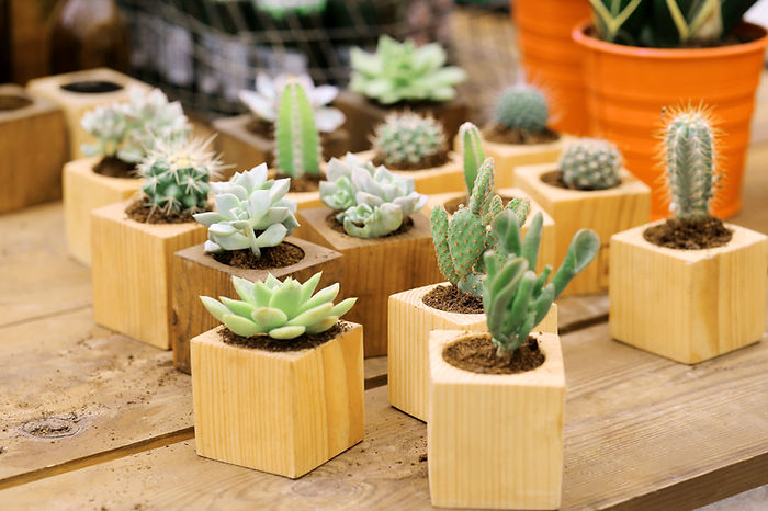 Unleash Your Inner Cactus Whisperer: A Mini Cactus Care Guide